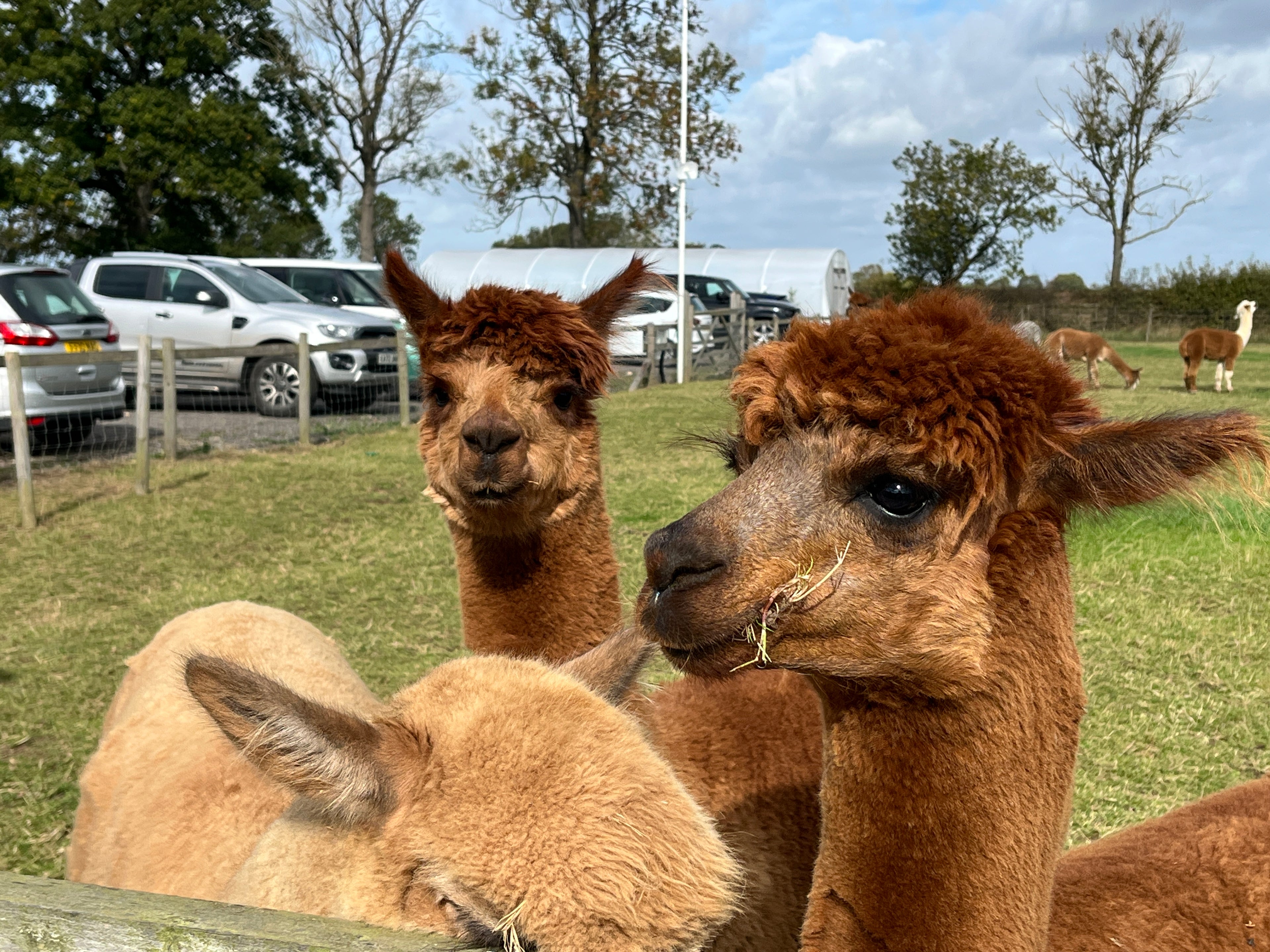 February 20th Sip & Make - Forever Flower!-The Wild Fig &amp; Fern