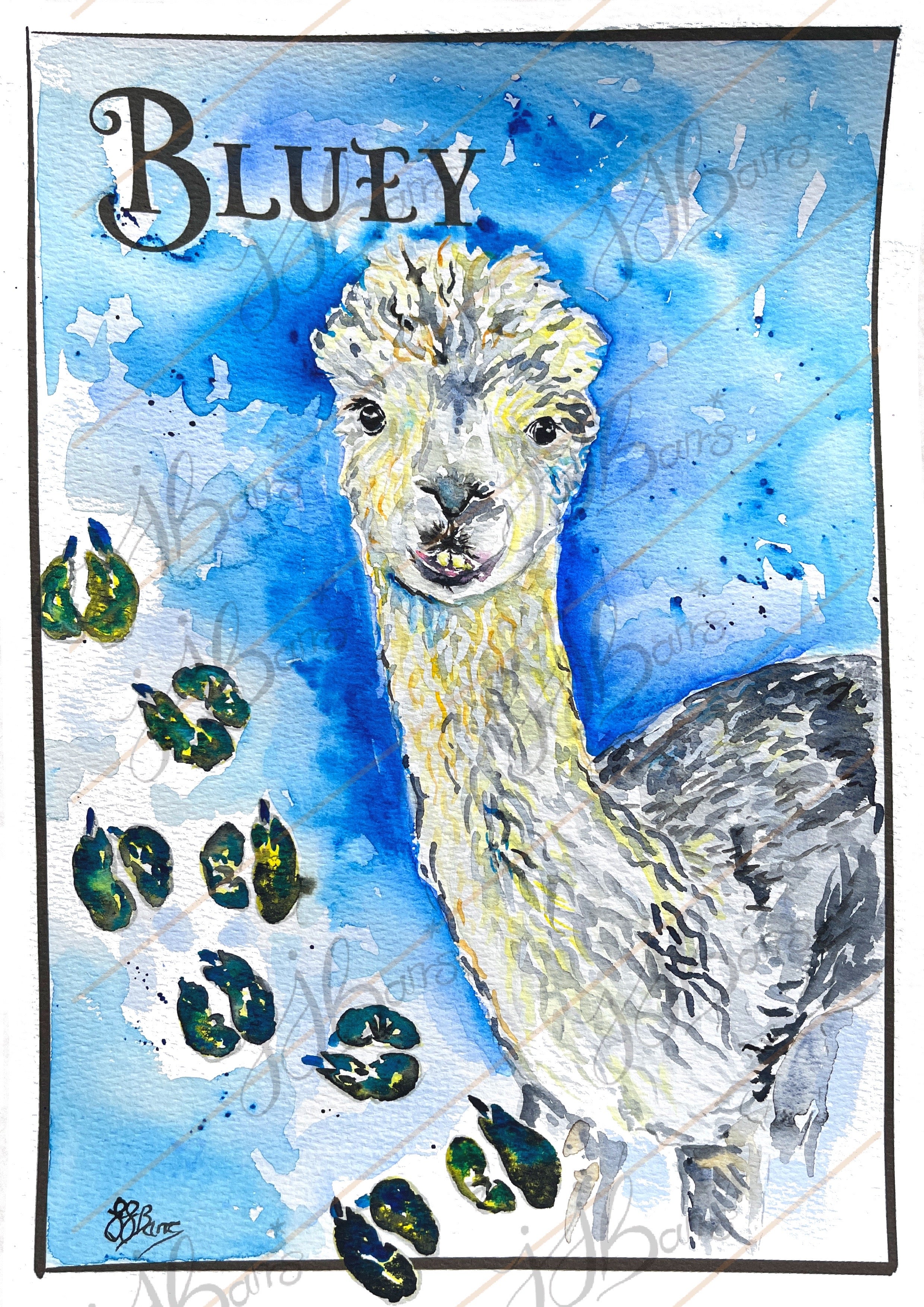 Bluey Alpaca Fine Art Print A4 Rushfield alpacas