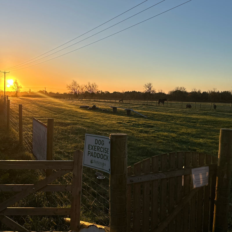 Dog Paddock